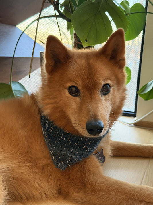 Lumi Bandana